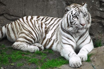 Naklejka na ściany i meble white tiger