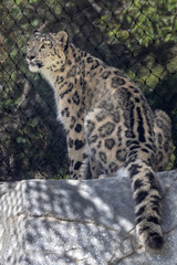 Snow leopard (panthera uncia) in captivity in zoo