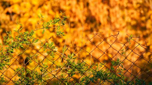 Rabitz. Old fence on the background of yellow autumn foliage