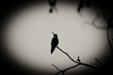 Colibri a Contra Luz