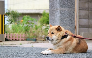 柴犬