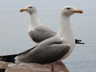 twin birds