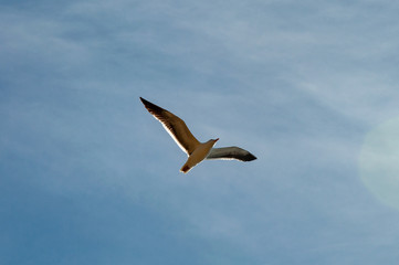 Seagull