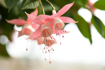 SEASON fLOWERS