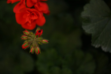 SEASON fLOWERS