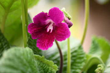SEASON fLOWERS