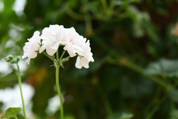 SEASON fLOWERS