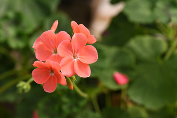 SEASON fLOWERS