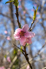 Blooming pink flower on Missouri tree in Spring