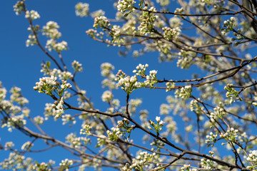 Branches of a blooming white Cleveland Pear tree on blue Spring day.