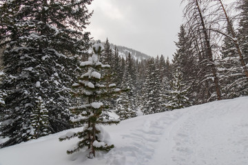 Fototapeta premium Wintry trail in Rocky Mountain National Park, Colorado