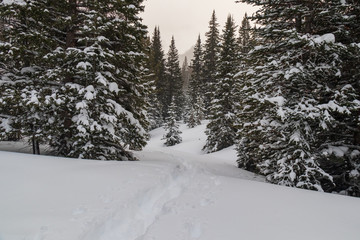 Fototapeta na wymiar Wintry trail in Rocky Mountain National Park, Colorado
