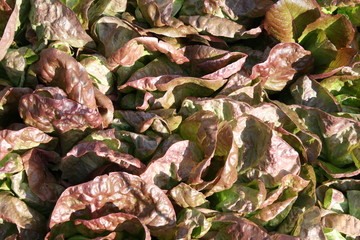  leaves of colored salad