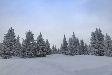 Snow covered pine trees and mountain scene in Rocky Mountain National Park