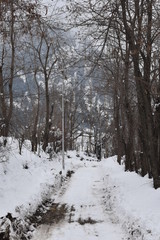 snowy road in winter forest