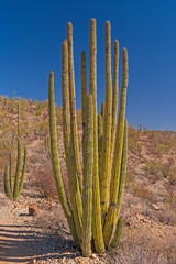Organ Pipe Cactus on a Desert Hill