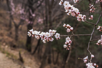 Close up pink sakura flower blossom on tree in spring seasonal,natural background..
