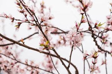 Close up pink sakura flower blossom on tree in spring seasonal,natural background..