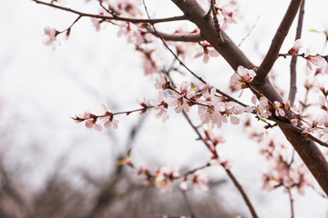 Close up pink sakura flower blossom on tree in spring seasonal,natural background..
