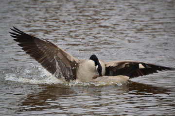Canada Geese in Flight
