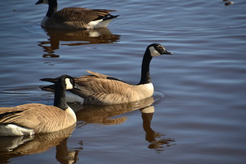 Canadian Geese in Water