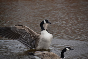 Canada Geese