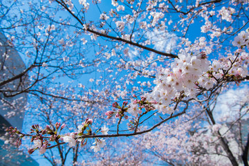 桜　2019