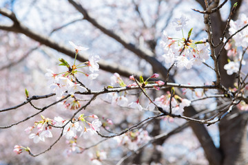 桜　2019