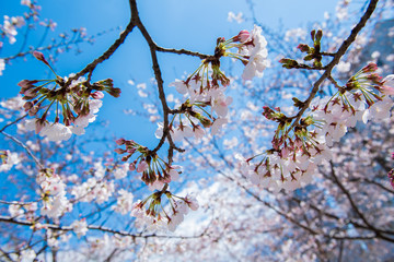桜　2019