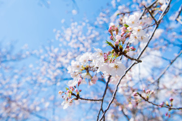 桜　高知堀川