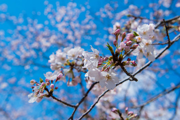 桜　高知堀川