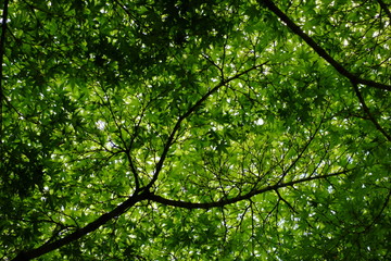 Obraz premium japanese maple