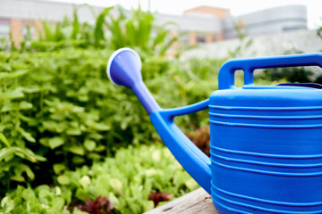 A close-up of a blud sprinkler at a small vegetable field at an elementary school.