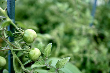A young and fresh cherry tomatoes in green hanging on its stem.