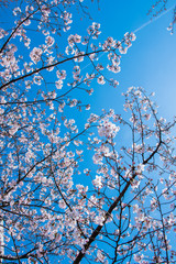 桜　高知堀川
