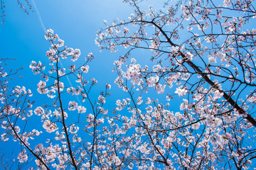 桜　高知堀川