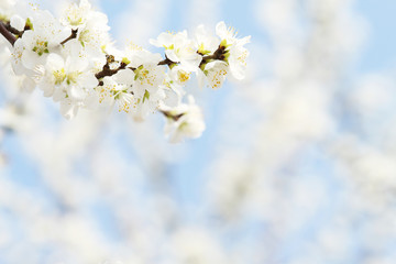 white apricot blossom on blue sky background