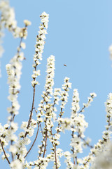 white apricot blossom on blue sky background