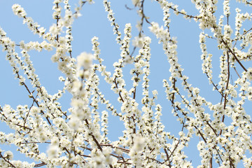 white apricot blossom on blue sky background