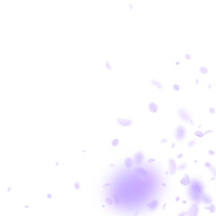 Violet flower petals falling down. Grand romantic 