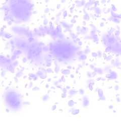 Violet flower petals falling down. Resplendent rom