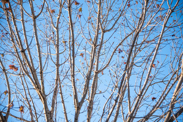 Fototapeta na wymiar The visible branches of a hibernating tree with a few hanging leaves getting set for a new and different season.