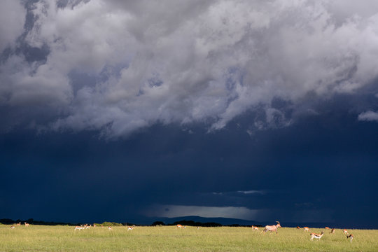 Landscape In Massai Mara National Park