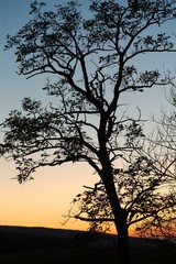 Bare trees silhouettes