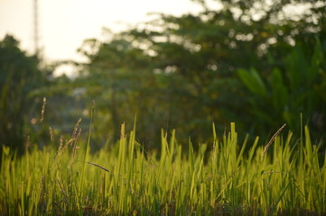 Beautiful green leaves in the warm morning is ideal for relaxing.