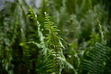 Beautiful green leaves in the warm morning is ideal for relaxing.