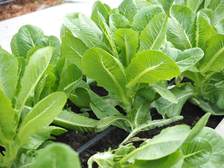 Cos romaine lettuce in the garden with watering rubber hose.