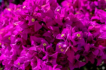bugambilia en flor