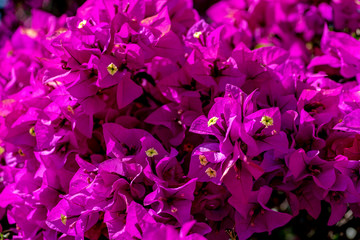Fototapeta premium bugambilia en flor