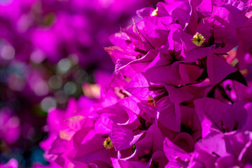 bugambilia en flor